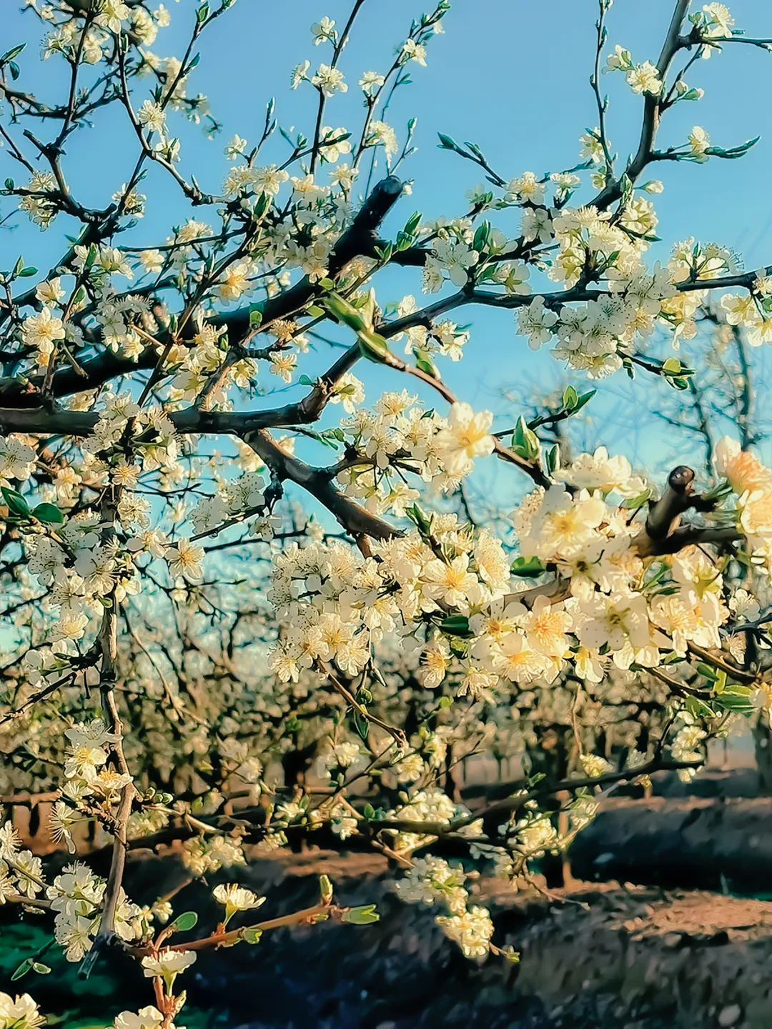 Huerto en flor